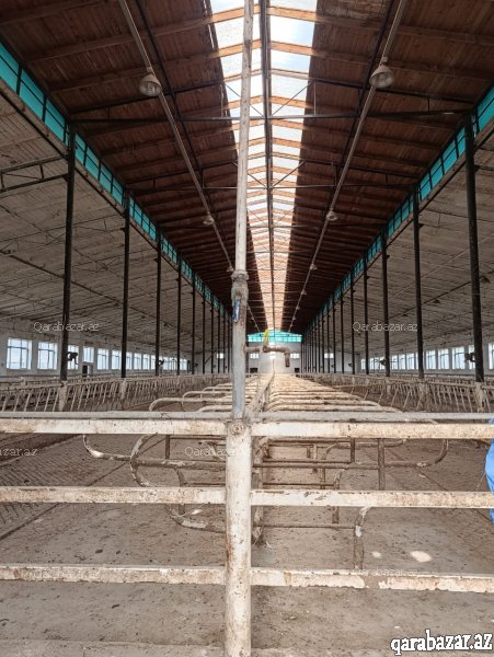 Mehemmedli qesbesinde 2500 kv ferma icareye verilir