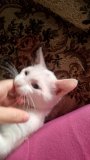 Pişik etibarlı əllərə verilir