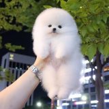 Pomerian Spitz